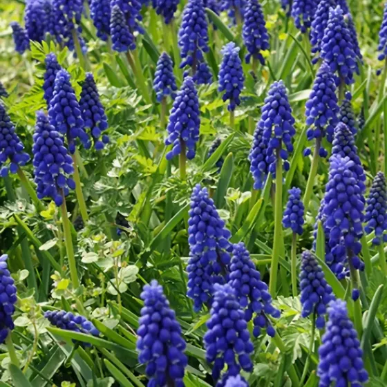 Bulbi di Muscari Armeniacum JUB Holland