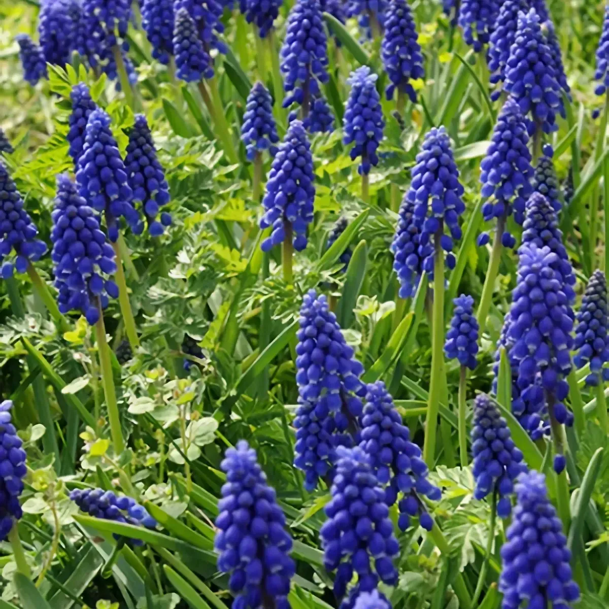 Bulbi di Muscari Armeniacum JUB Holland Bulbi di Muscari Armeniacum JUB Holland