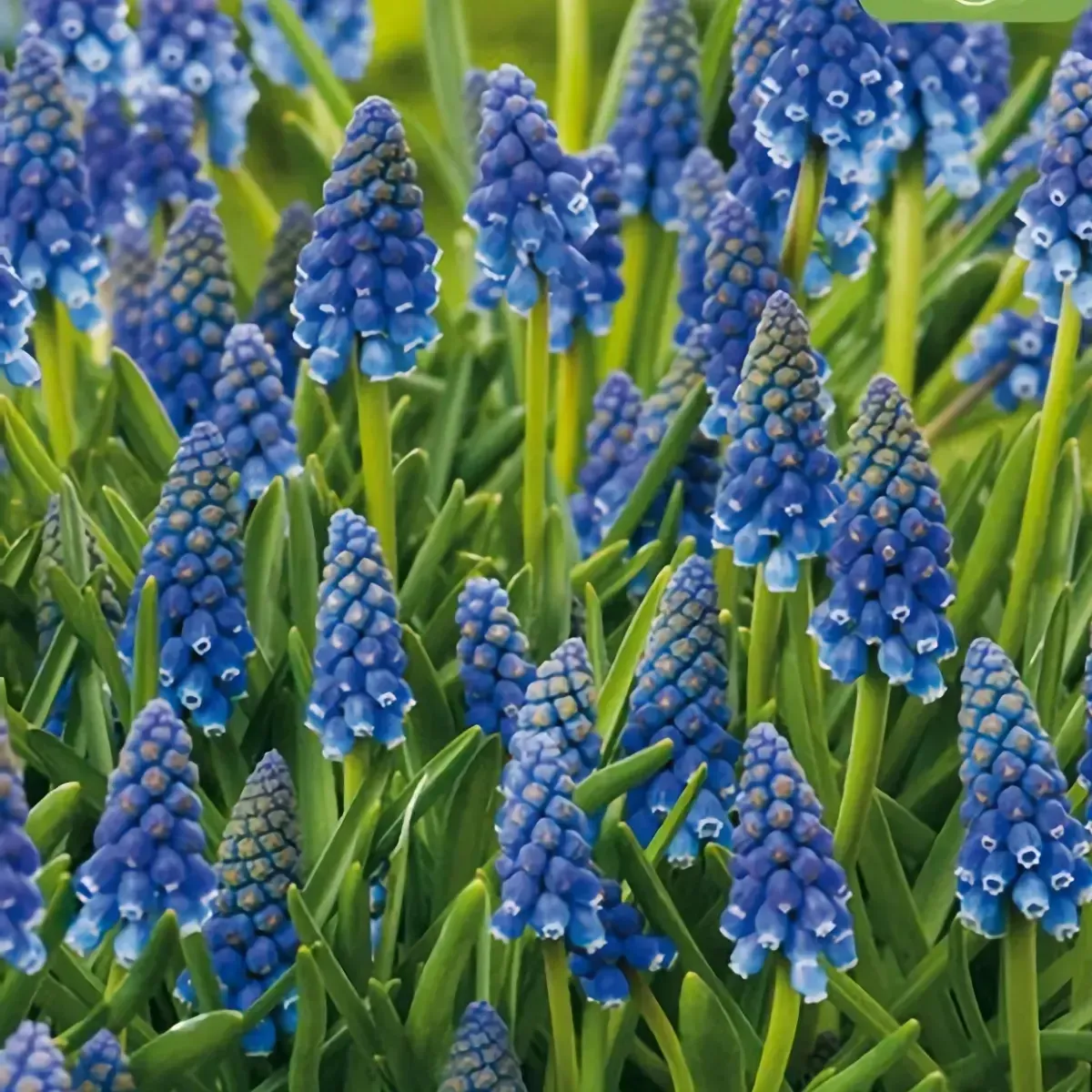 Bulbi di Muscari Armeniacum JUB Holland