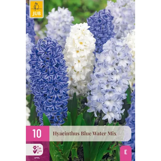 Bulbi di Giacinto Blue Water MIX JUB Holland