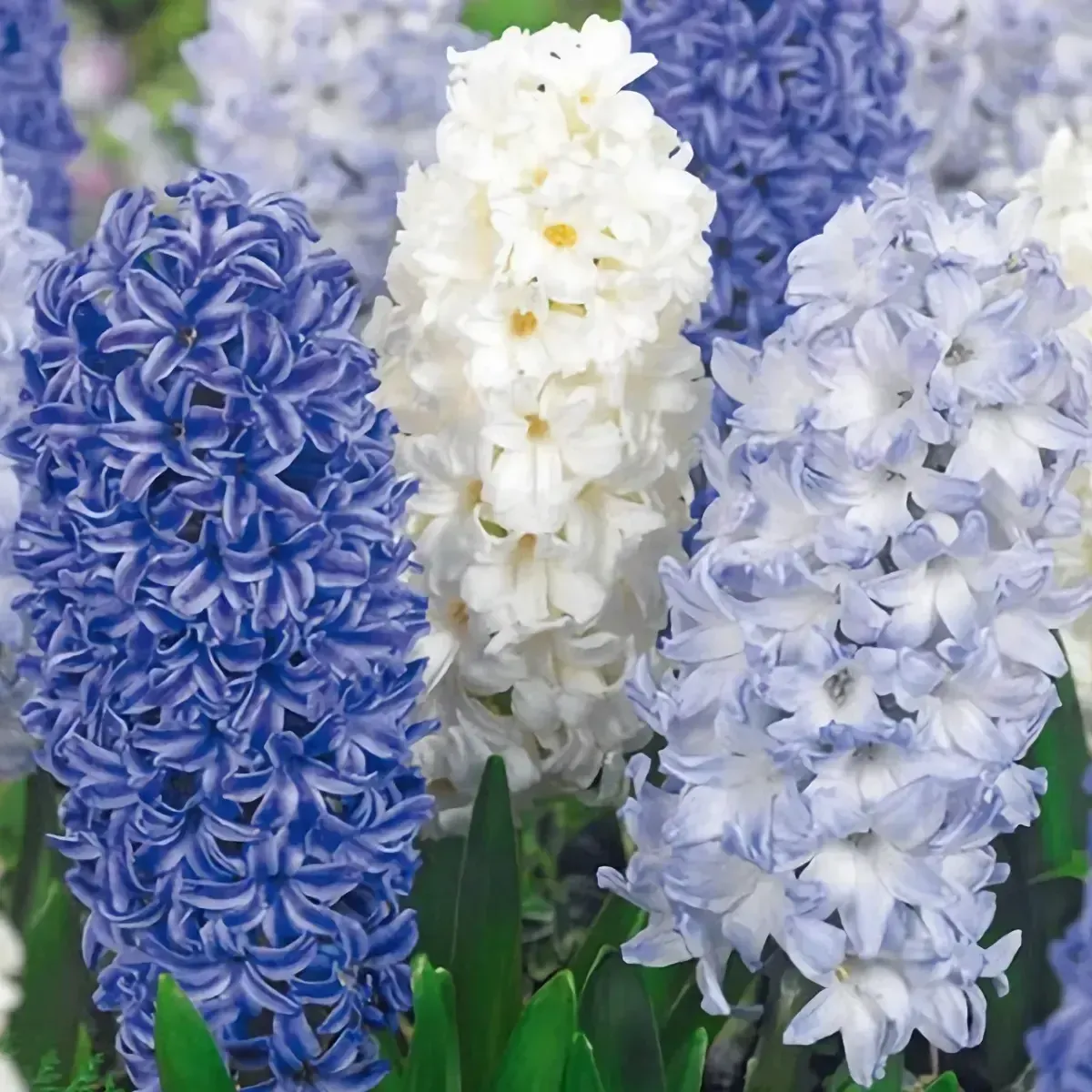 Bulbi di Giacinto Blue Water MIX JUB Holland