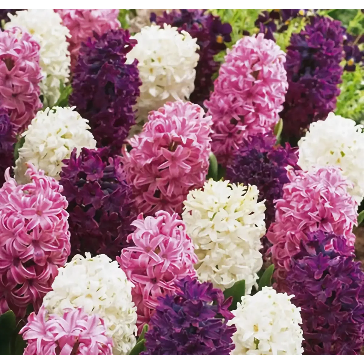 Bulbi di Giacinto Pastello MIX JUB Holland