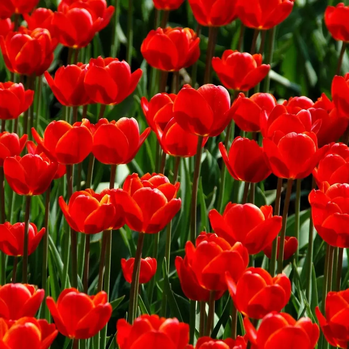 Bulbi di Tulipano Rosso Triumph JUB Holland