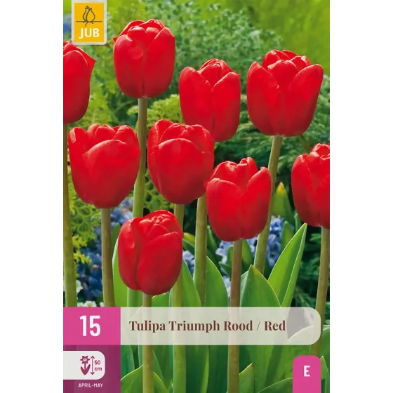Bulbi di Tulipano Rosso Triumph JUB Holland