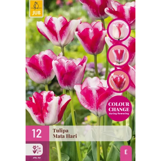 Bulbi di Tulipano Cambiacolore Mata Hari JUB Holland