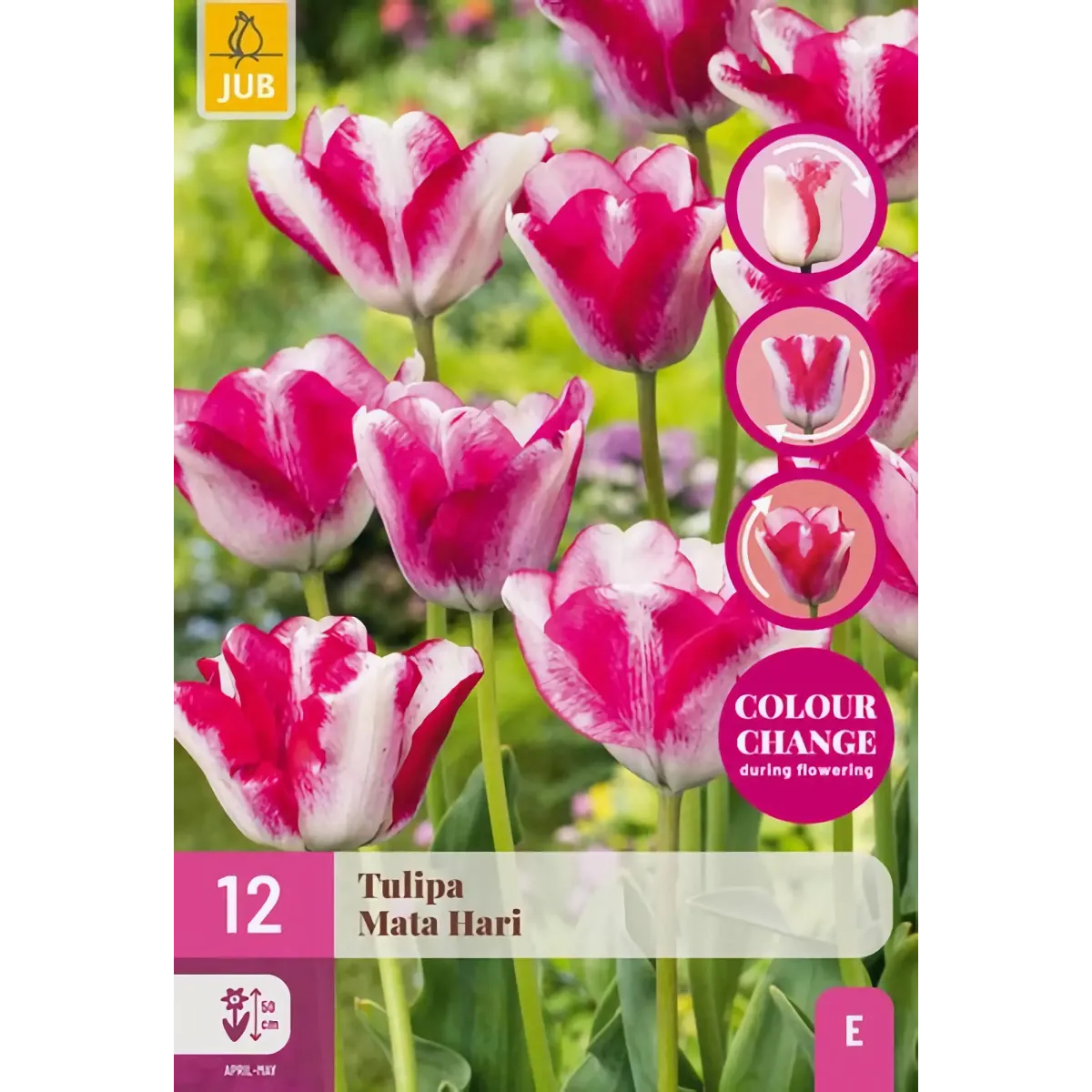 Bulbi di Tulipano Cambiacolore Mata Hari JUB Holland Bulbi di Tulipano Cambiacolore Mata Hari JUB Holland