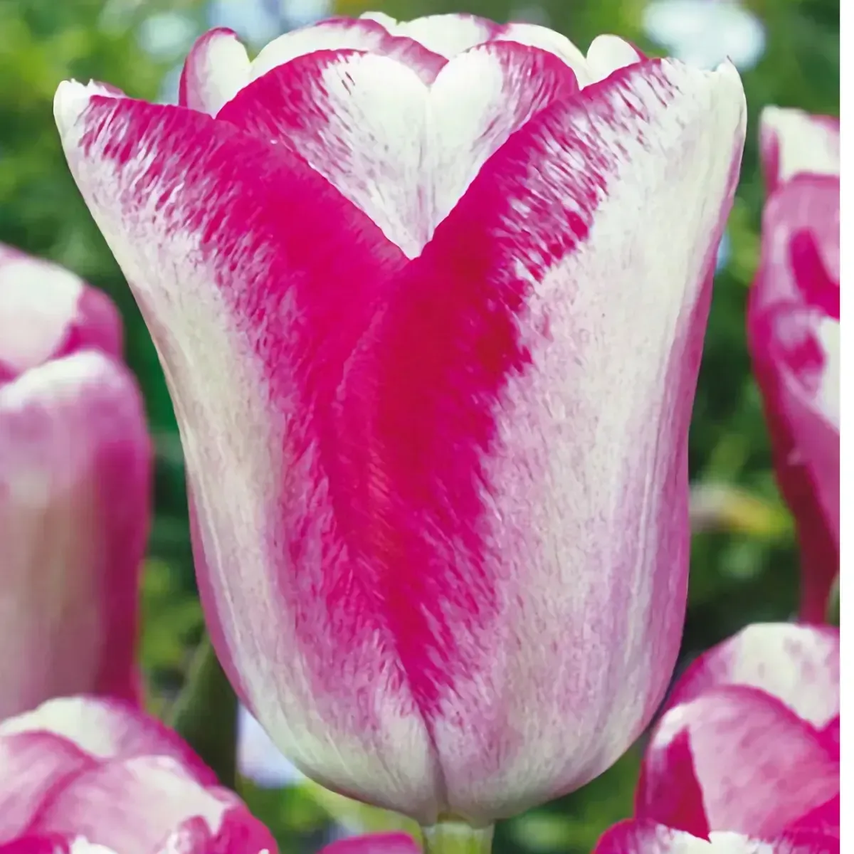 Bulbi di Tulipano Cambiacolore Mata Hari JUB Holland