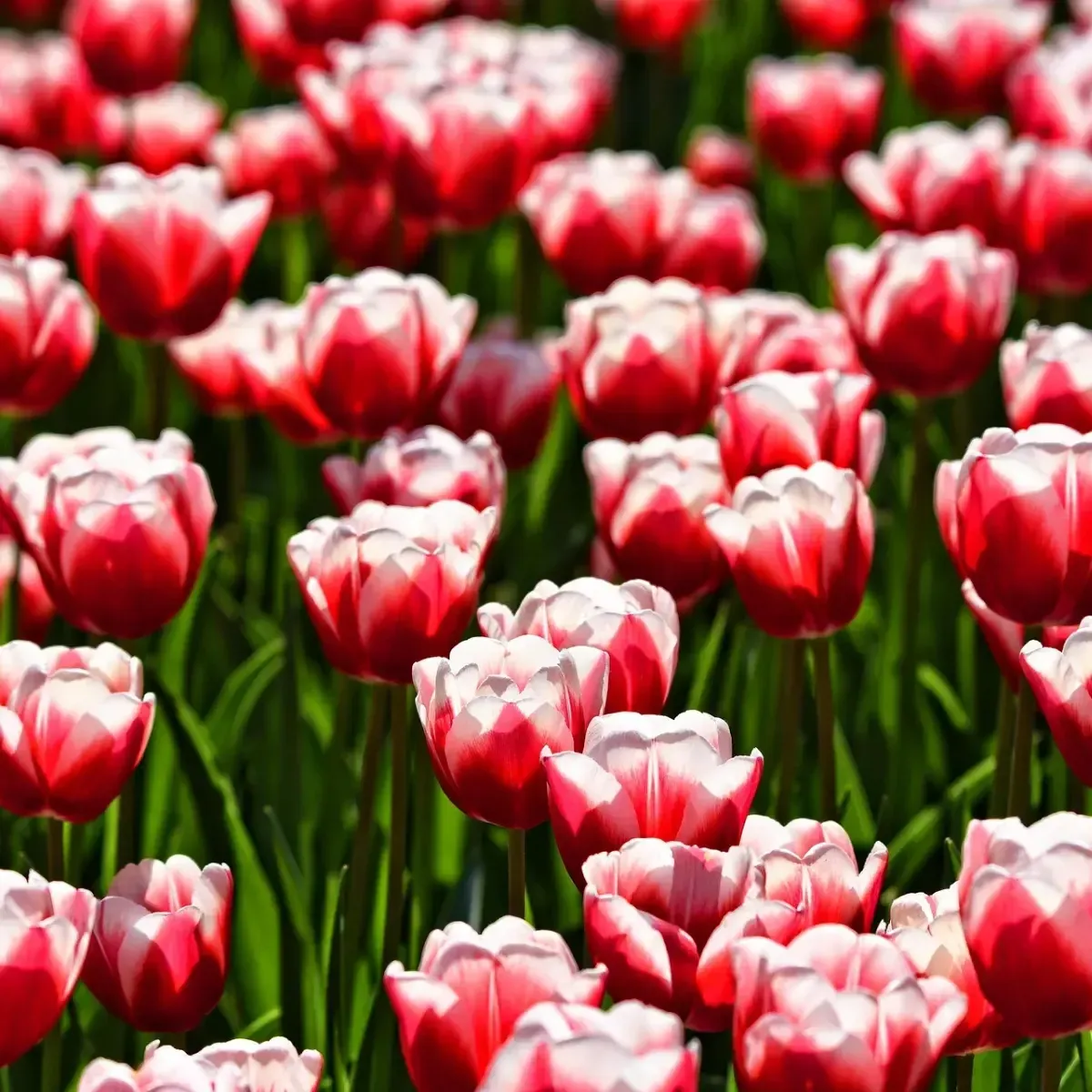 Bulbi di Tulipano We love Tulips - Red Love JUB Holland