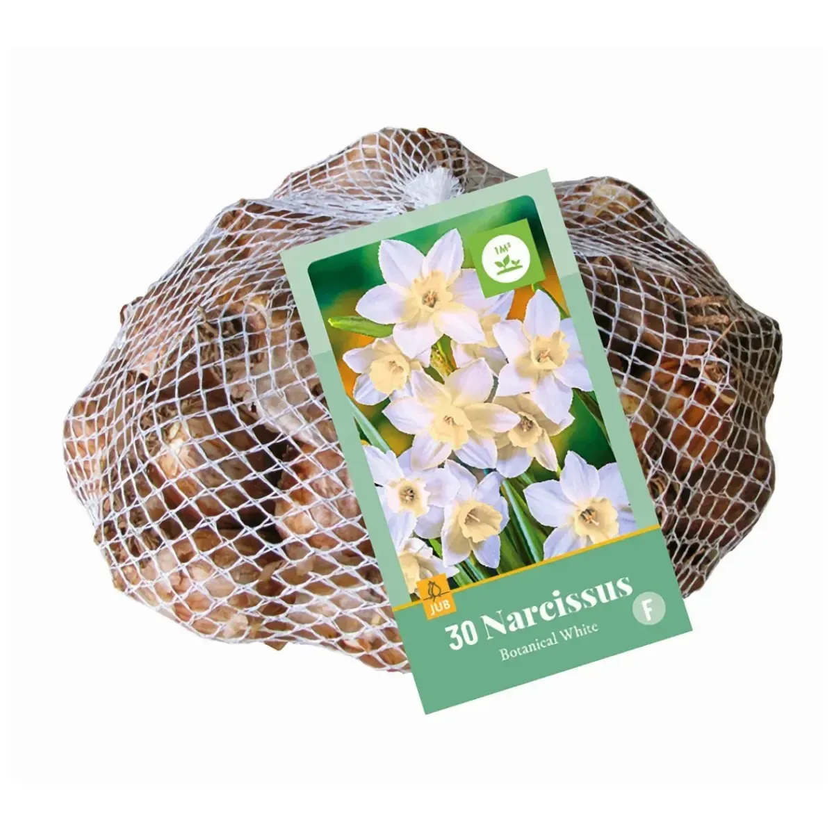 Bulbi di Narciso Bianco JUB Holland