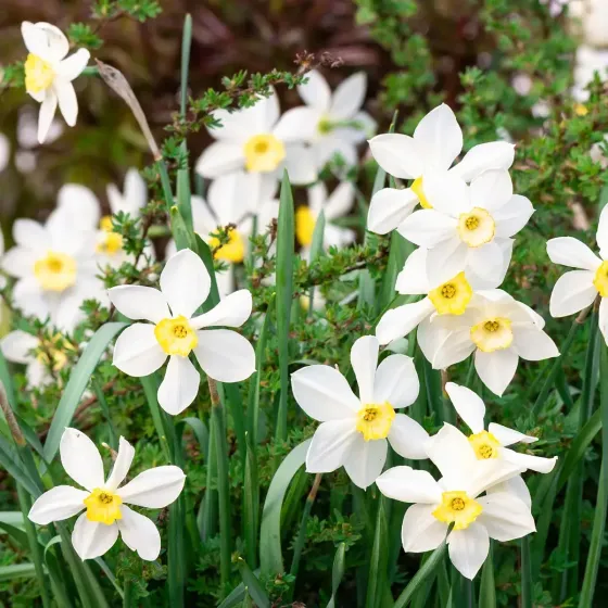 Bulbi di Narciso Bianco JUB Holland