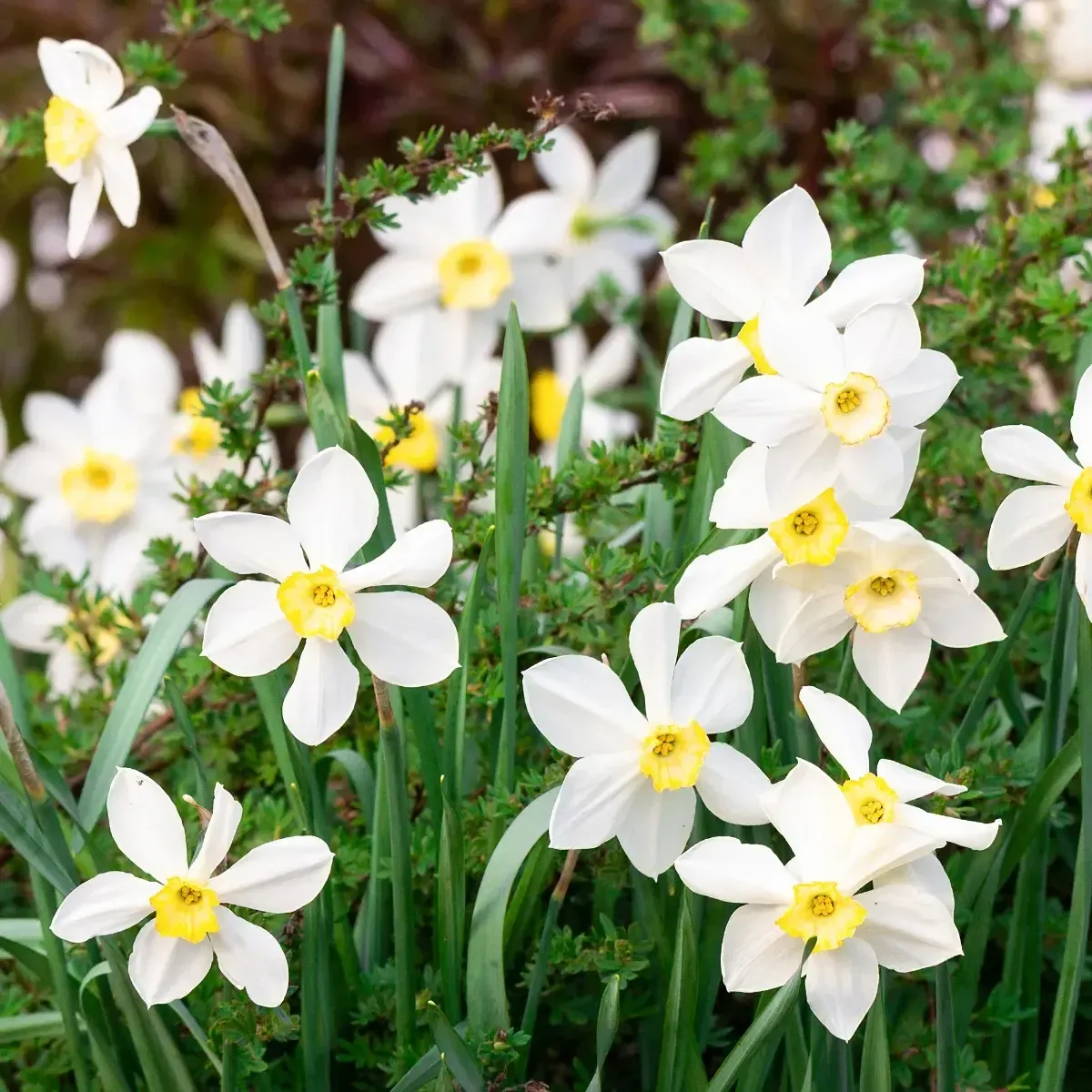 Bulbi di Narciso Bianco JUB Holland Bulbi di Narciso Bianco JUB Holland