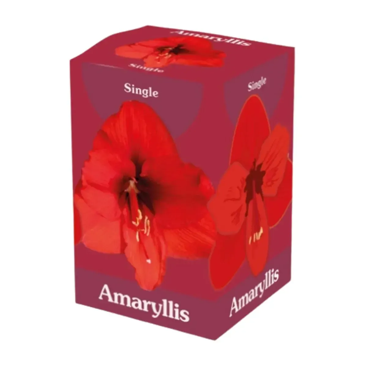 Bulbo di Amaryllis Rosso Semplice JUB Holland
