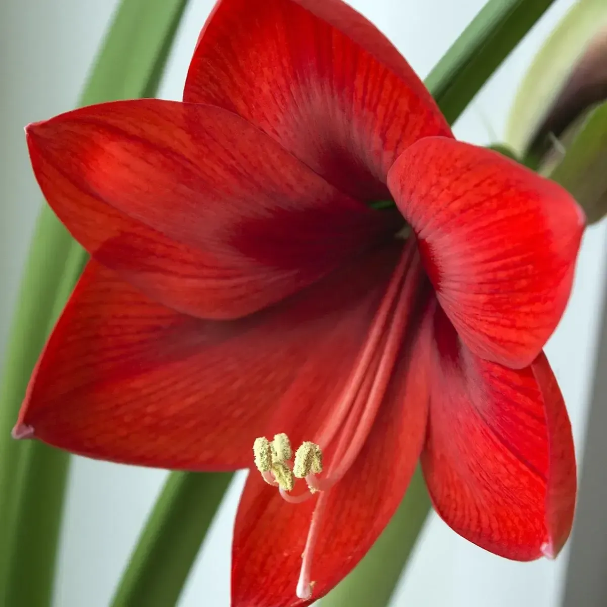 Bulbo di Amaryllis Rosso Semplice JUB Holland