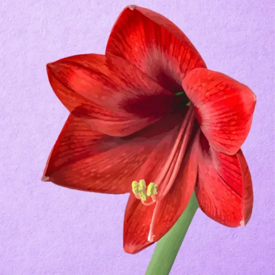 Bulbo di Amaryllis Rosso Semplice JUB Holland