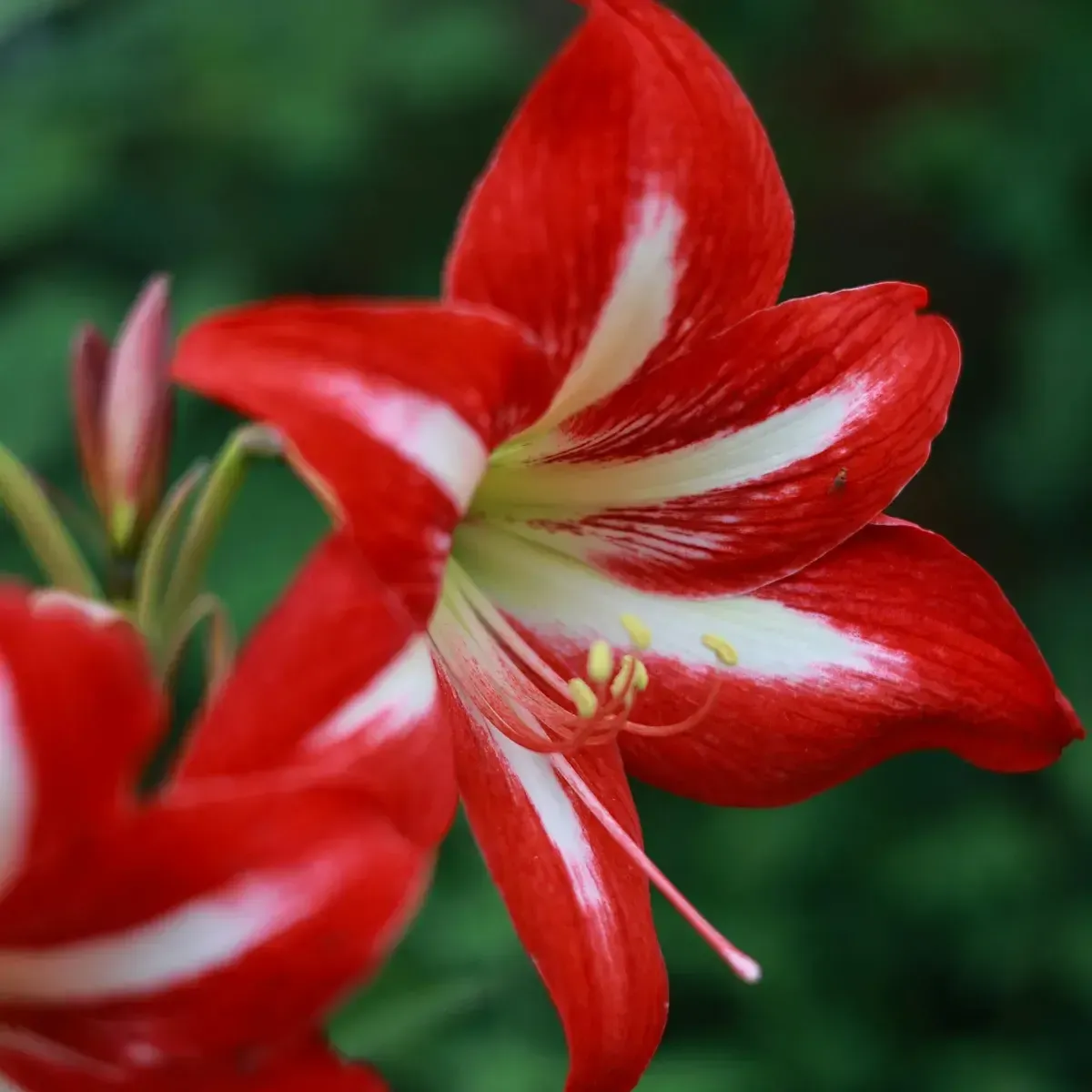 Bulbo di Amaryllis Rosso e Bianco Semplice JUB Holland