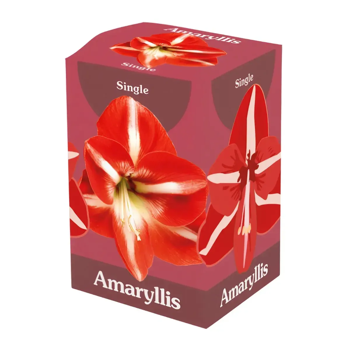 Bulbo di Amaryllis Rosso e Bianco Semplice JUB Holland