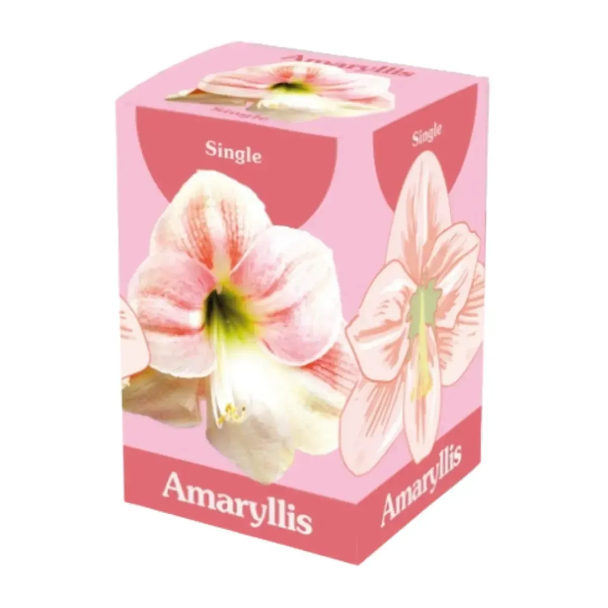 Bulbo di Amaryllis Rosa e Bianco Semplice JUB Holland
