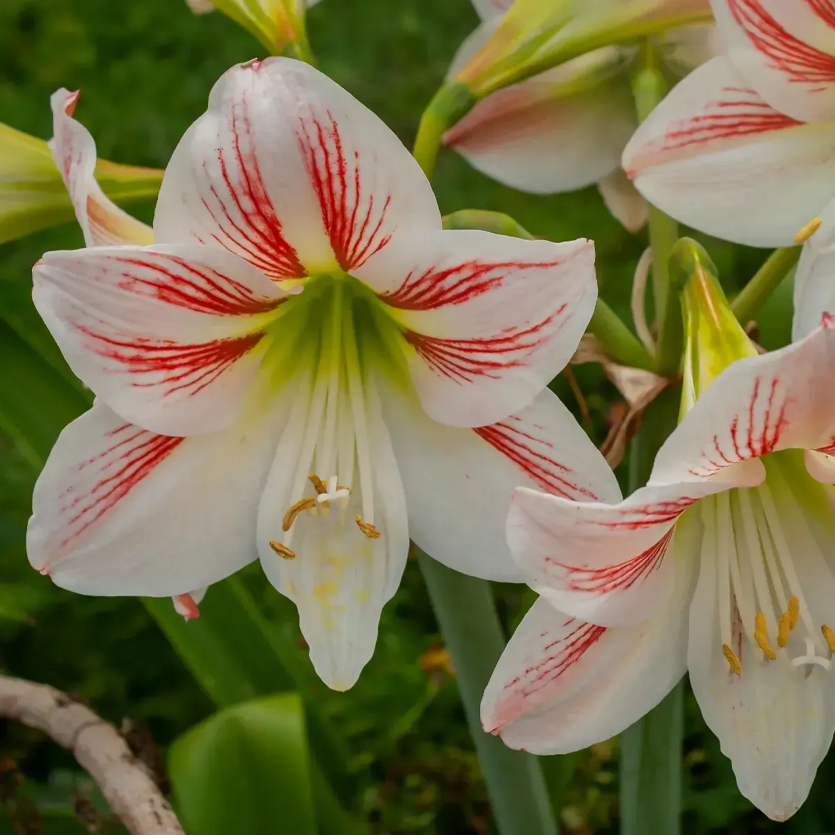 Bulbo di Amaryllis Rosa e Bianco Semplice JUB Holland