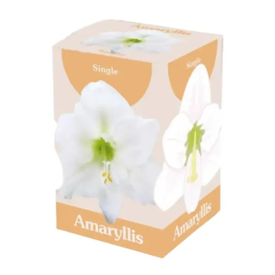 Bulbo di Amaryllis Bianco Semplice JUB Holland