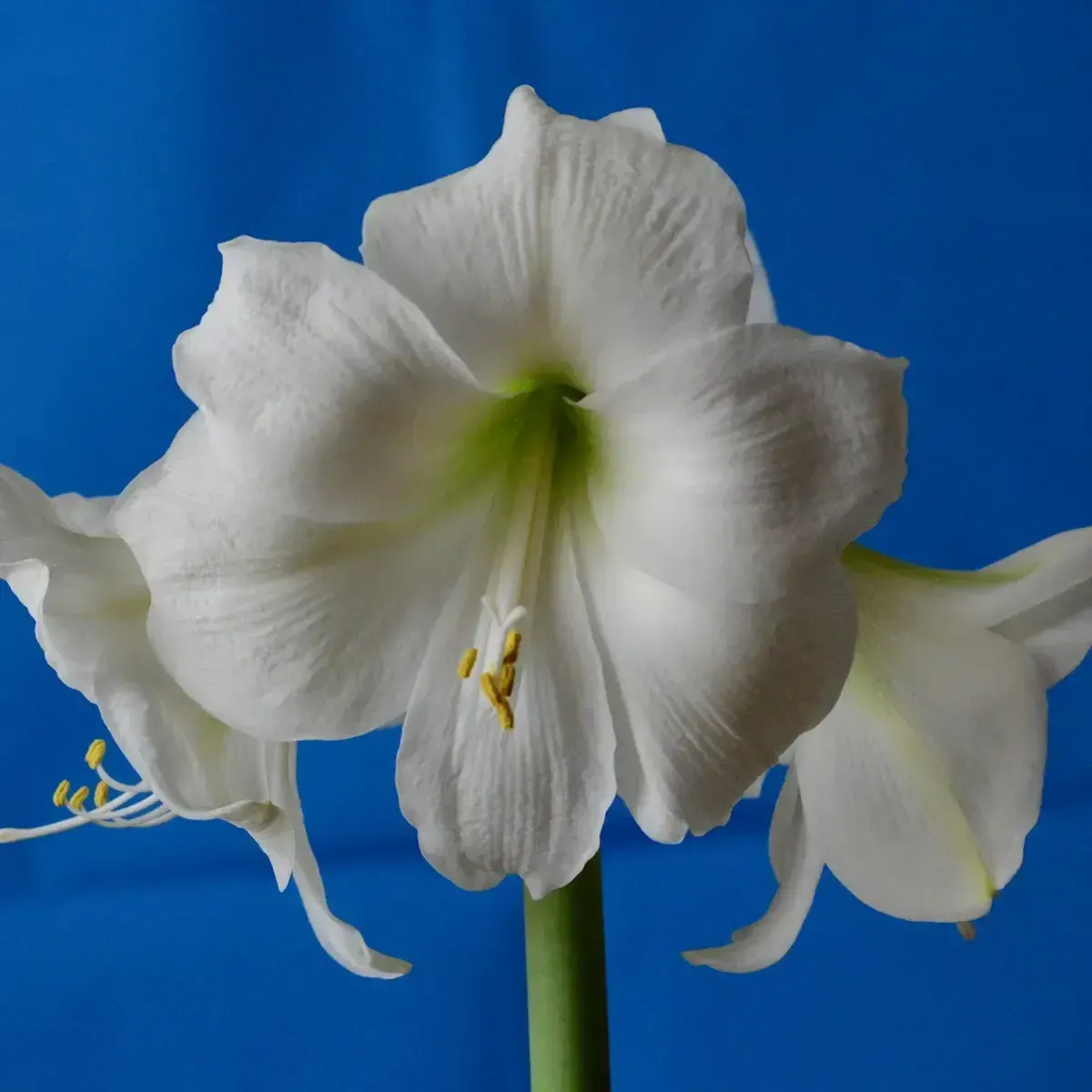 Bulbo di Amaryllis Bianco Semplice JUB Holland