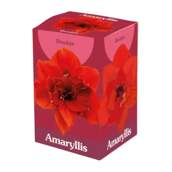 Bulbo di Amaryllis Rosso Doppio JUB Holland