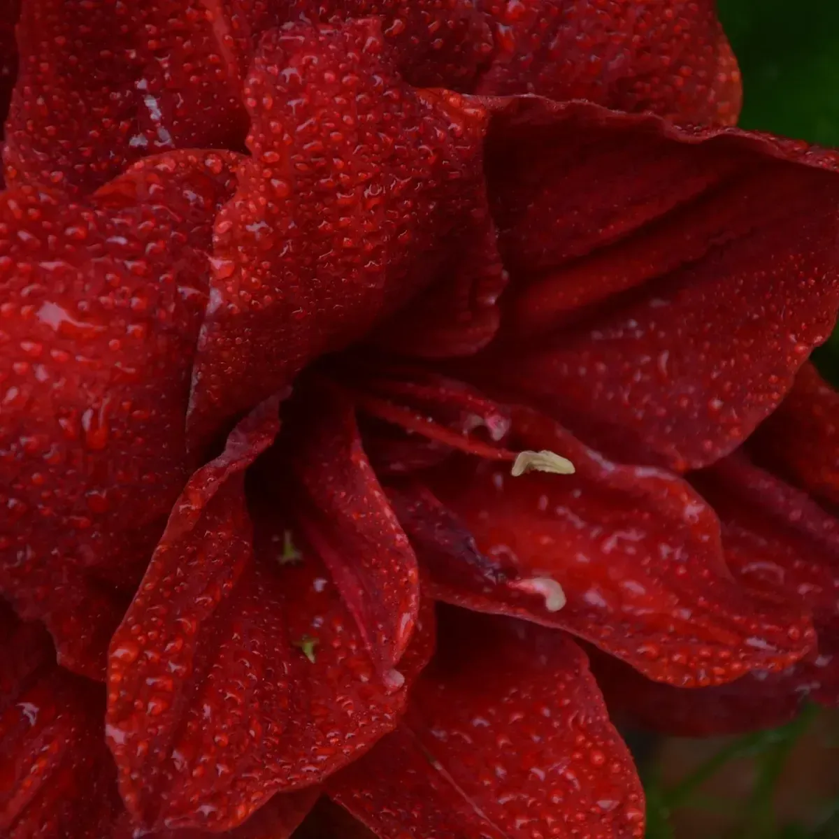 Bulbo di Amaryllis Rosso Doppio JUB Holland