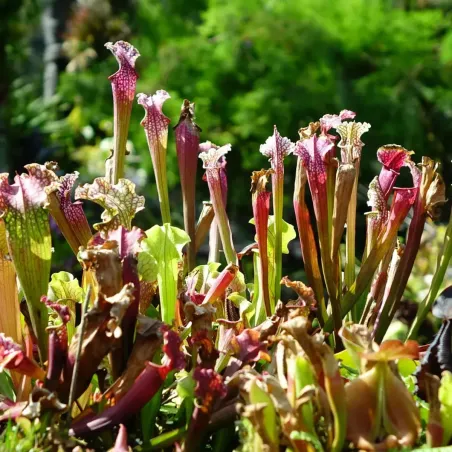 Concime per Piante Carnivore BIO FLORTIS
