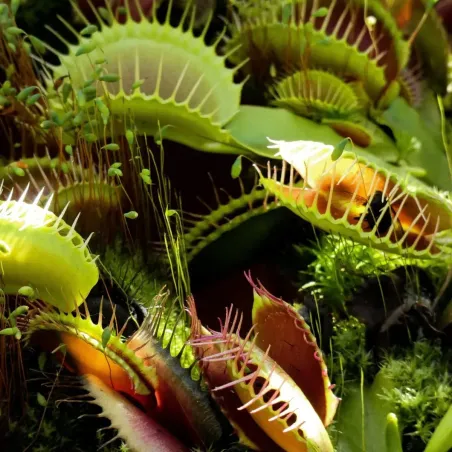 Concime per Piante Carnivore BIO FLORTIS