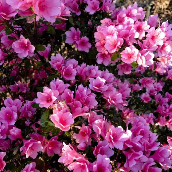 Lupini Macinati Concime Agrumi e Acidofile BIO FLORTIS