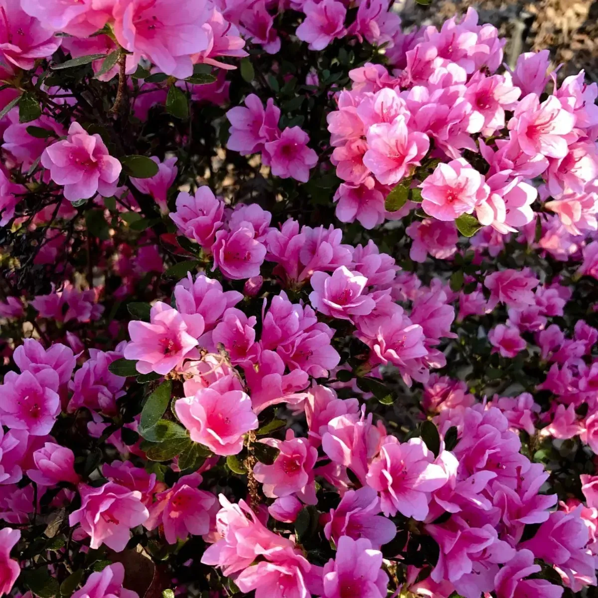 Lupini Macinati Concime Agrumi e Acidofile BIO FLORTIS