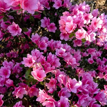 Lupini Macinati Concime Agrumi e Acidofile BIO FLORTIS