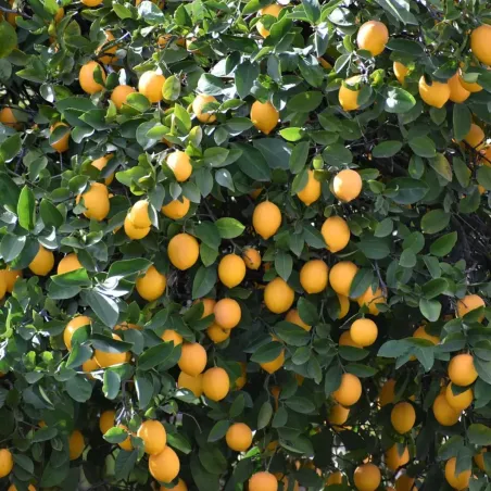 Lupini Macinati Concime Agrumi e Acidofile BIO FLORTIS