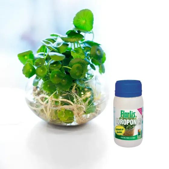 Nutrimento per Idrocoltura IDROPON R FLORTIS