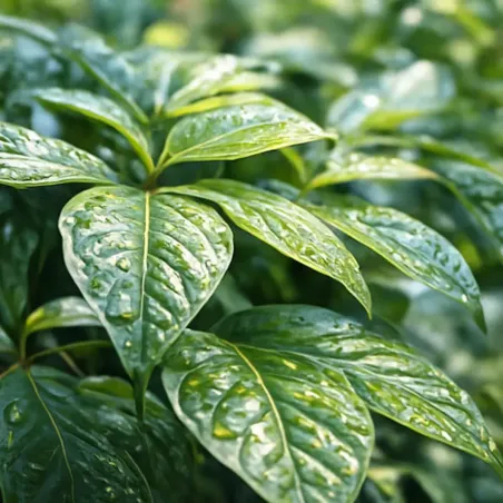 Olio di Neem FLORTIS - Insetticida Fungicida Naturale