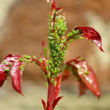 Olio di Neem FLORTIS - Insetticida Fungicida Naturale