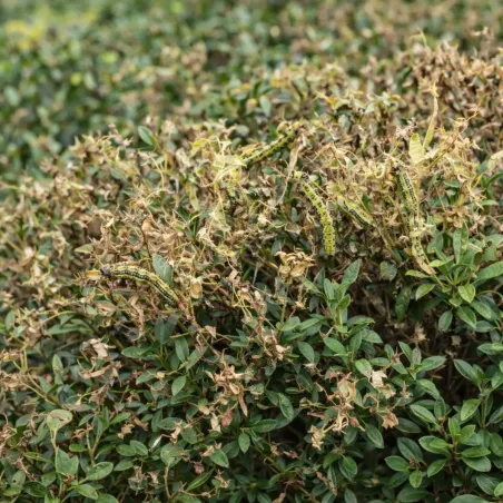 Trappola Piralide del Bosso FLORTIS