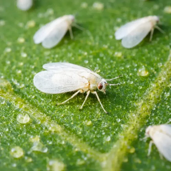 Trappola Mosca Bianca FLORTIS