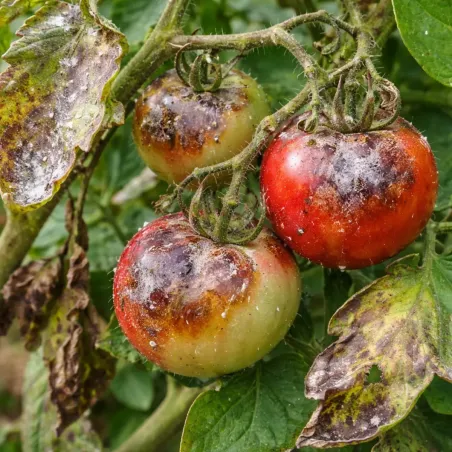 Solfato di Rame (VerdeRame) in polvere FLORTIS
