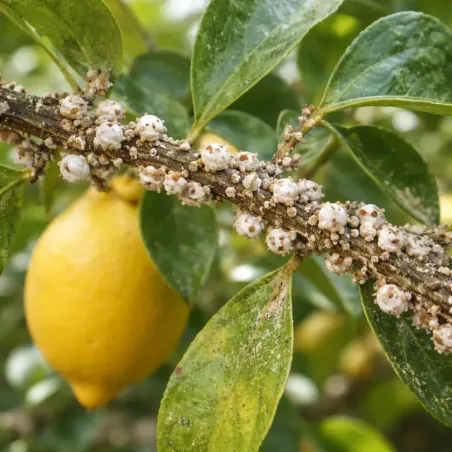 Insetticida Anticocciniglia FLORTIS