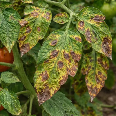 Fungicida Oidio e Ticchiolatura COMPO BIO
