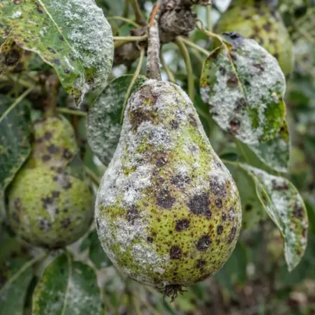 Fungicida Oidio e Ticchiolatura COMPO BIO