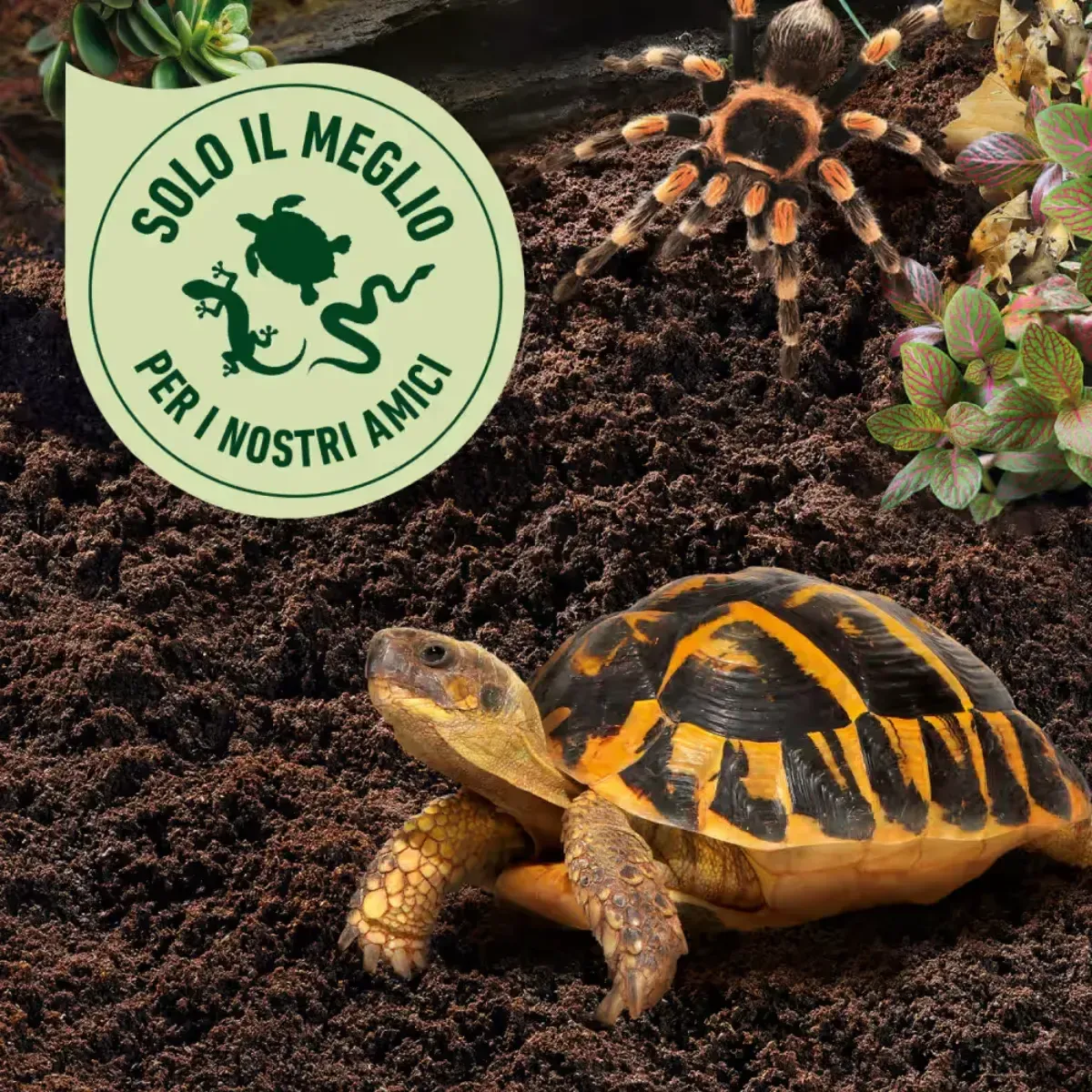 Lettiera per Tartarughe e Terrari COMPO ZOO