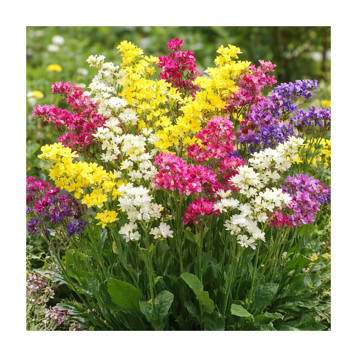 Semi di Statice Sinuata MIX FLORTIS