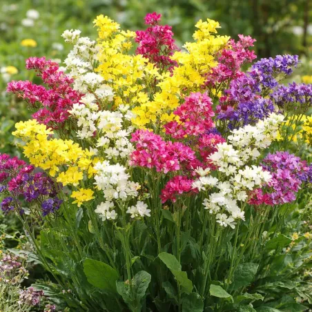 Semi di Statice Sinuata MIX FLORTIS
