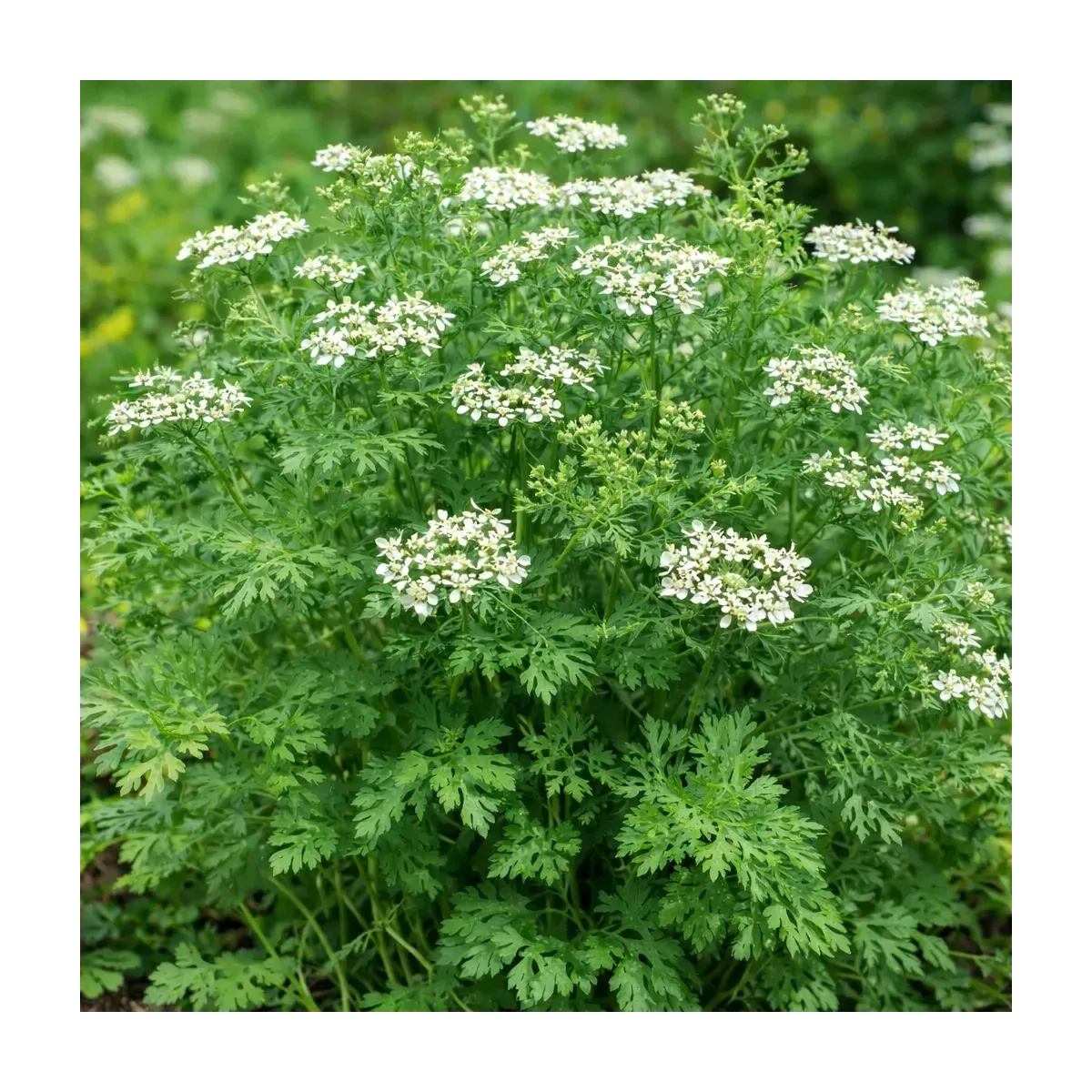 Semi di Coriandolo FLORTIS