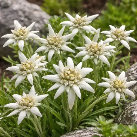 Semi di Stella Alpina FLORTIS