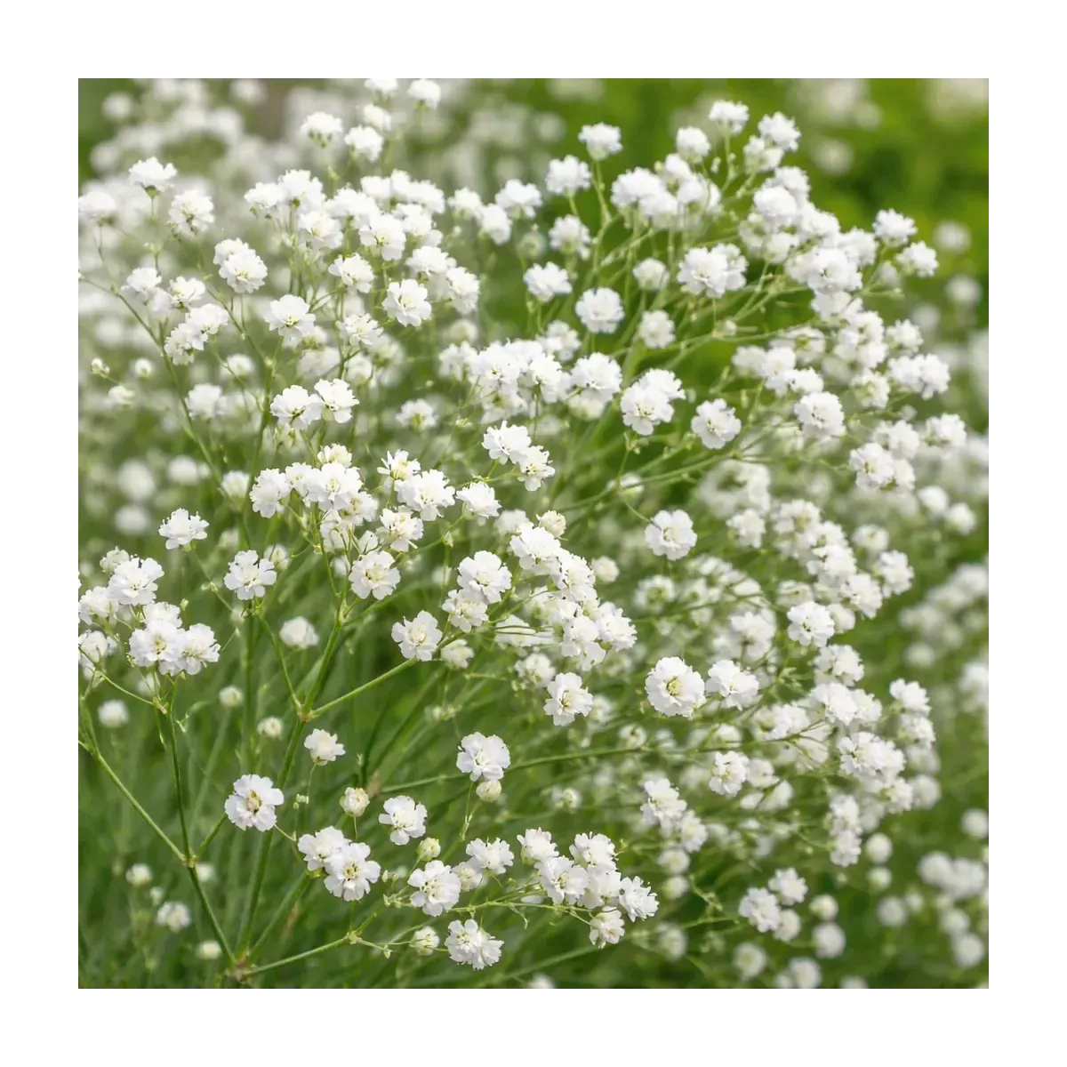 Semi di Gipsophila Paniculata FLORTIS