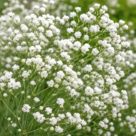 Semi di Gipsophila Paniculata FLORTIS