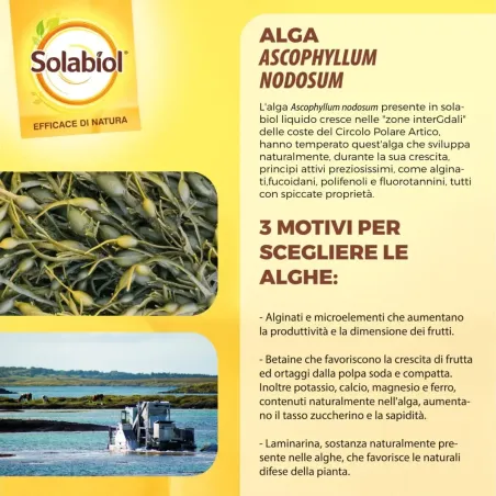 Concime Liquido Algasan Universale BIO SOLABIOL