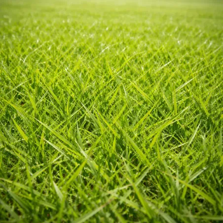 Semi prato Gramigna EUROSEME
